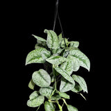 Scindapsus Silver Exotica RARE indoor vining plant in a Hanging Basket