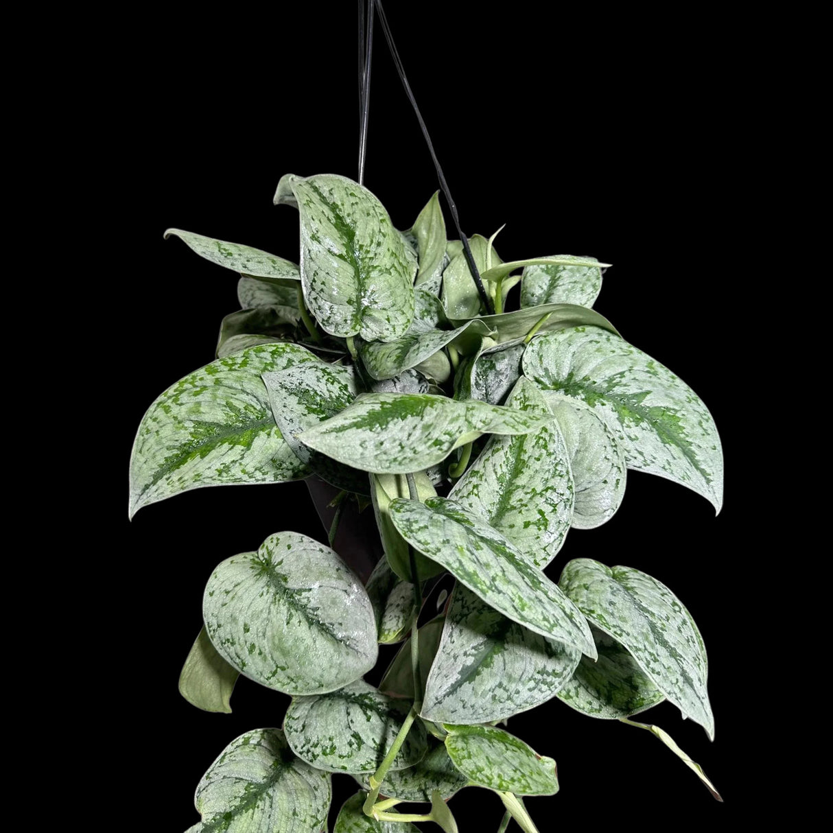 Scindapsus Silver Exotica RARE indoor vining plant in a Hanging Basket