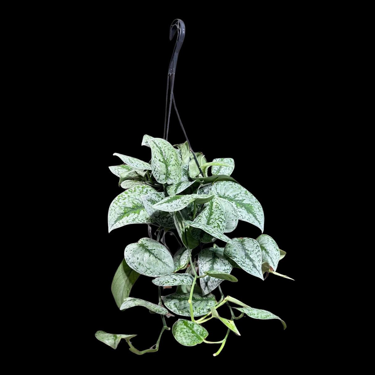 Scindapsus Silver Exotica RARE indoor vining plant in a Hanging Basket