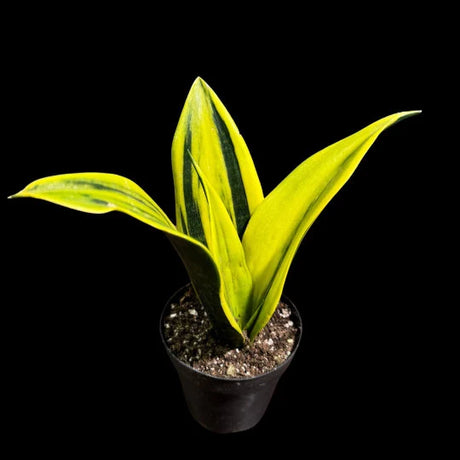 Rare Sansevieria La Rubia in a Nursery pot - Gold Color Snake Plant