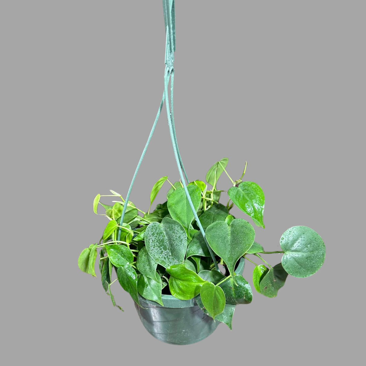 Heartleaf Philodendron in a 8" Hanging Basket - Philodendron Cordatum - Vining Plant - Low light Indoor Plants