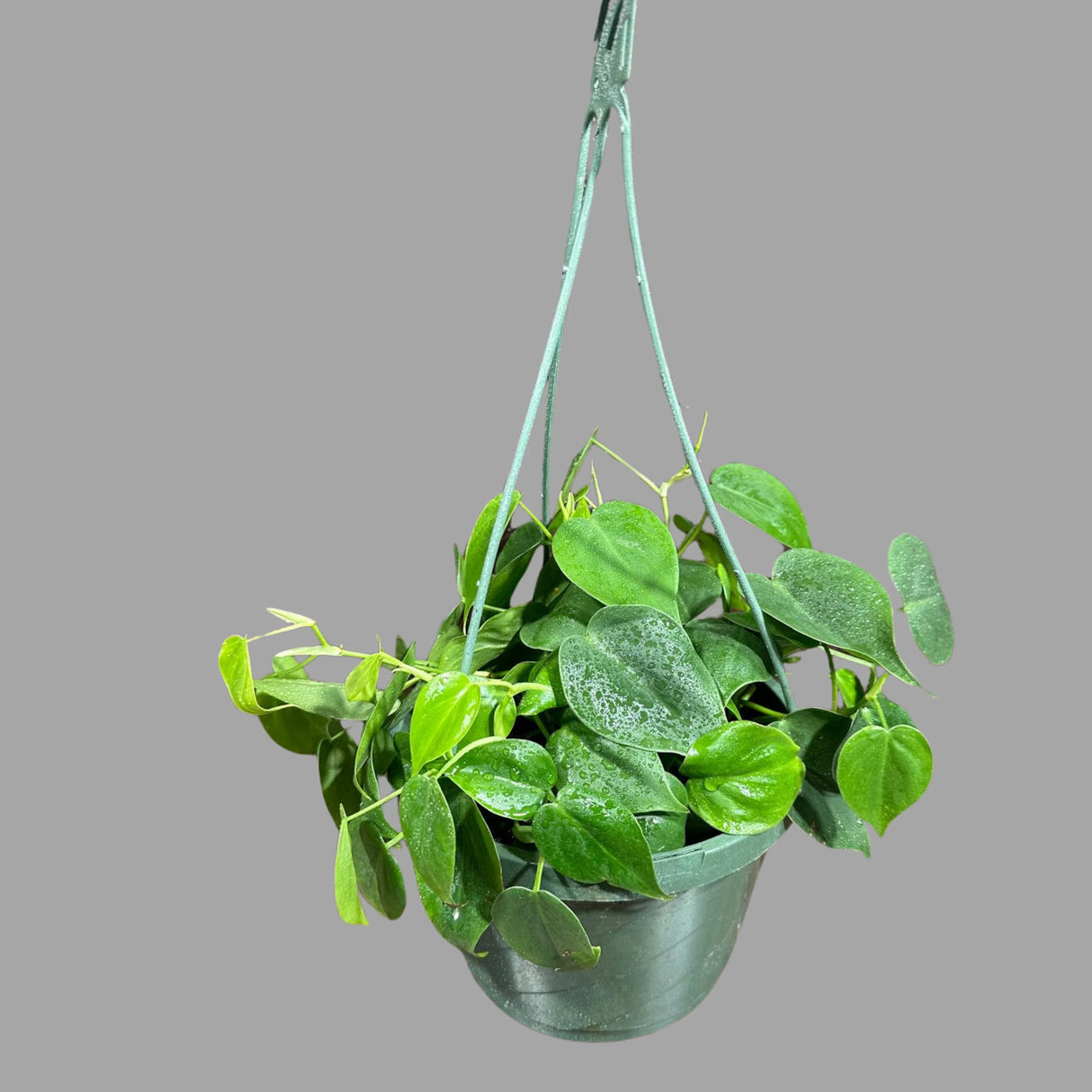 Heartleaf Philodendron in a 8" Hanging Basket - Philodendron Cordatum - Vining Plant - Low light Indoor Plants