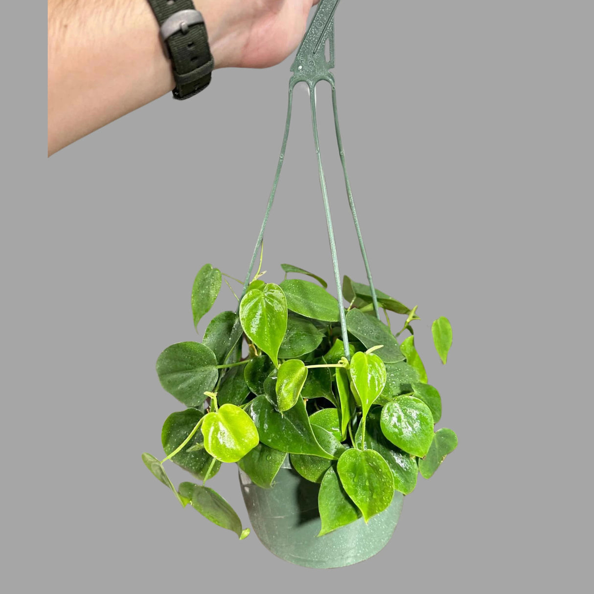 Heartleaf Philodendron in a 8" Hanging Basket - Philodendron Cordatum - Vining Plant - Low light Indoor Plants