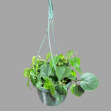 Heartleaf Philodendron in a 8" Hanging Basket - Philodendron Cordatum - Vining Plant - Low light Indoor Plants