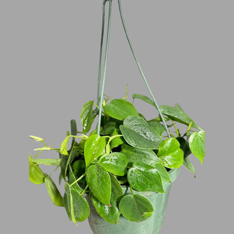 Heartleaf Philodendron in a 8" Hanging Basket - Philodendron Cordatum - Vining Plant - Low light Indoor Plants