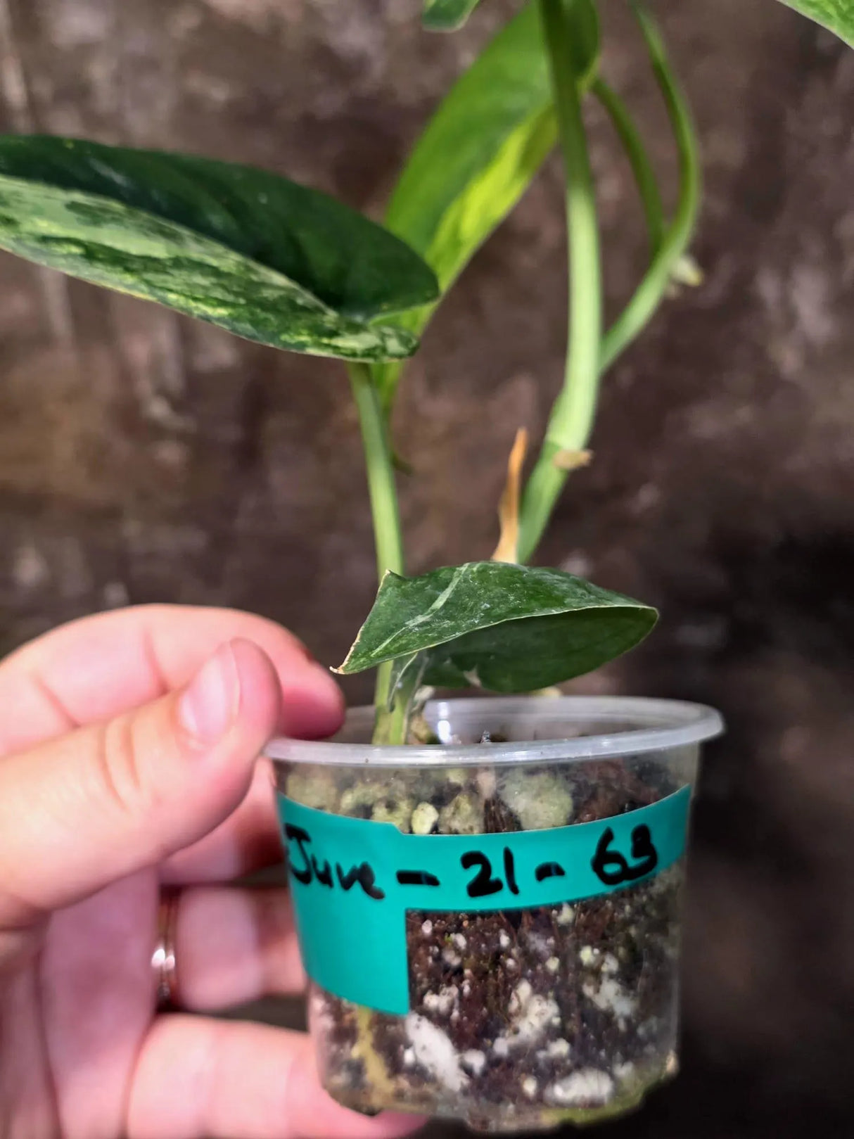 Scindapsus Jade Satin Variegated - Yellow Variegation - (June-21-63)