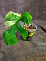 Monstera Borsigiana Aurea Variegated (Aug-25-29)