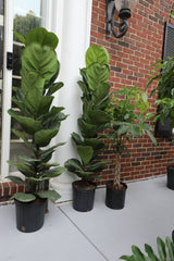 5 Feet Large Fiddle Leaf Tree - Indoor Plants sale - Low light Air purifier Plant