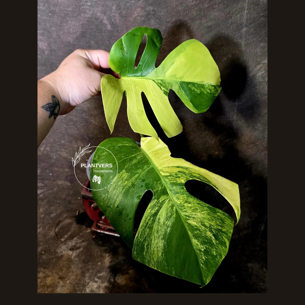 Monstera Aurea Variegated Borsigiana - Monstera Marmota - (June-5-75)