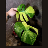 Monstera Aurea Variegated Borsigiana - Monstera Marmota - (June-5-75)