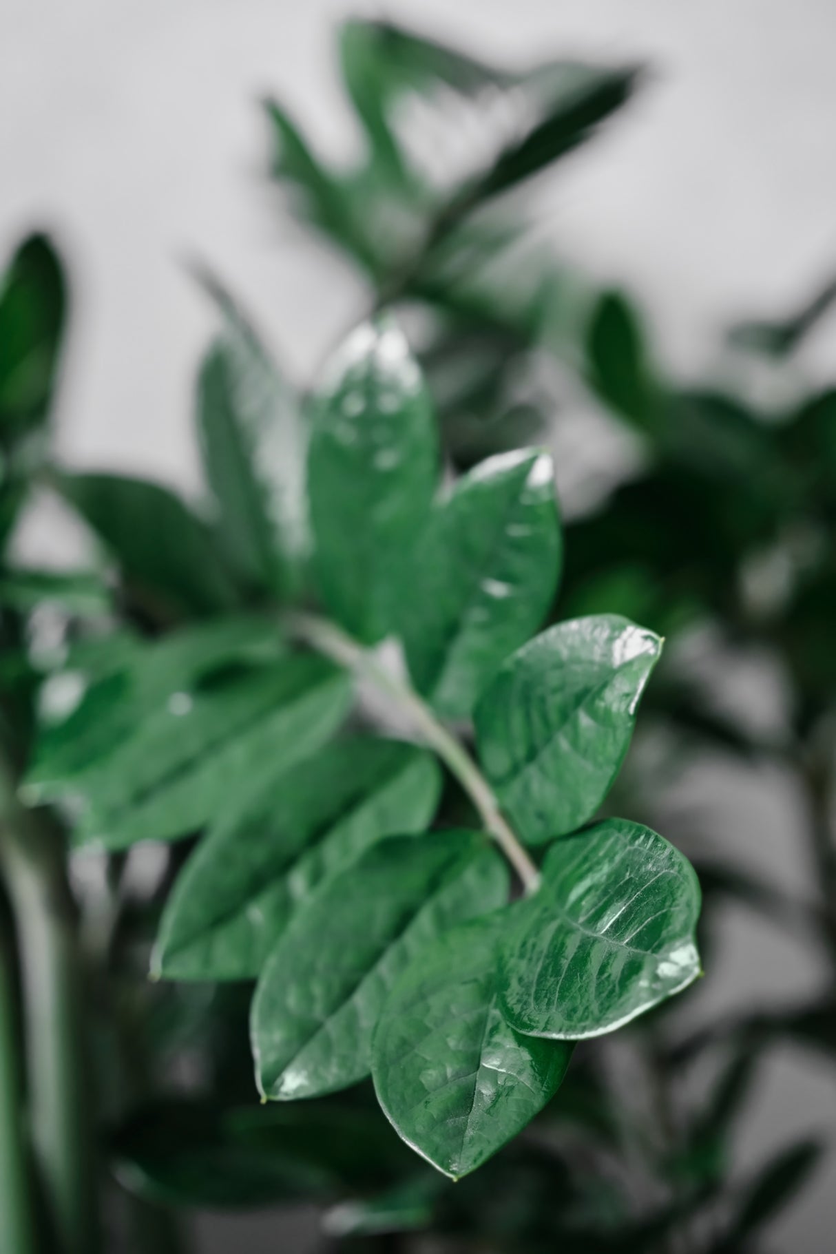 Zamioculcas Zamiifolia Plant in a 6" Nursery Pot - Low Light Easy Indoor Houseplant