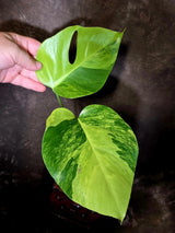 Monstera Aurea Variegated Borsigiana - Monstera Marmota - (June-5-68)