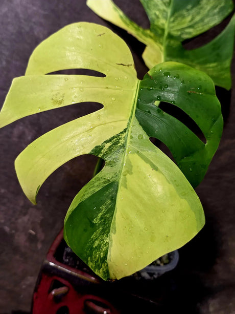 Monstera Aurea Variegated Borsigiana - Monstera Marmota - (June-5-75)