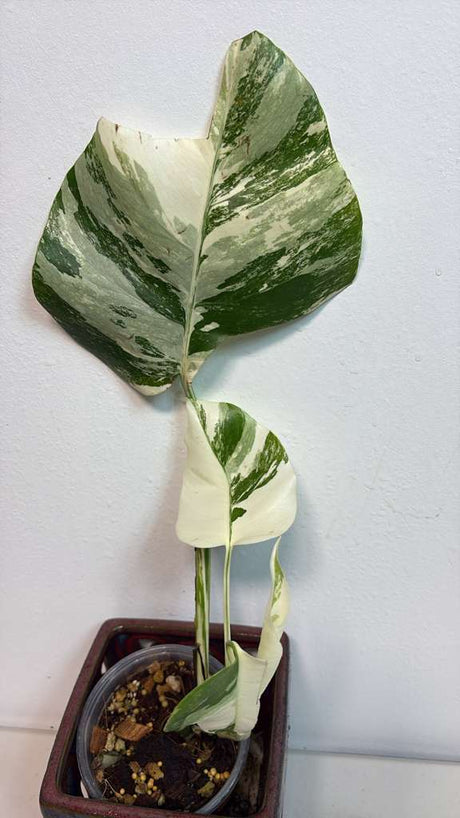 Variegated Monstera Albo EXACT Plant - Rare White Albo Baby Leaf Plant - US Seller