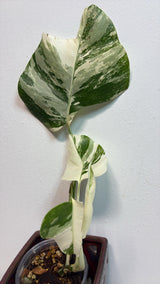 Variegated Monstera Albo EXACT Plant - Rare White Albo Baby Leaf Plant - US Seller
