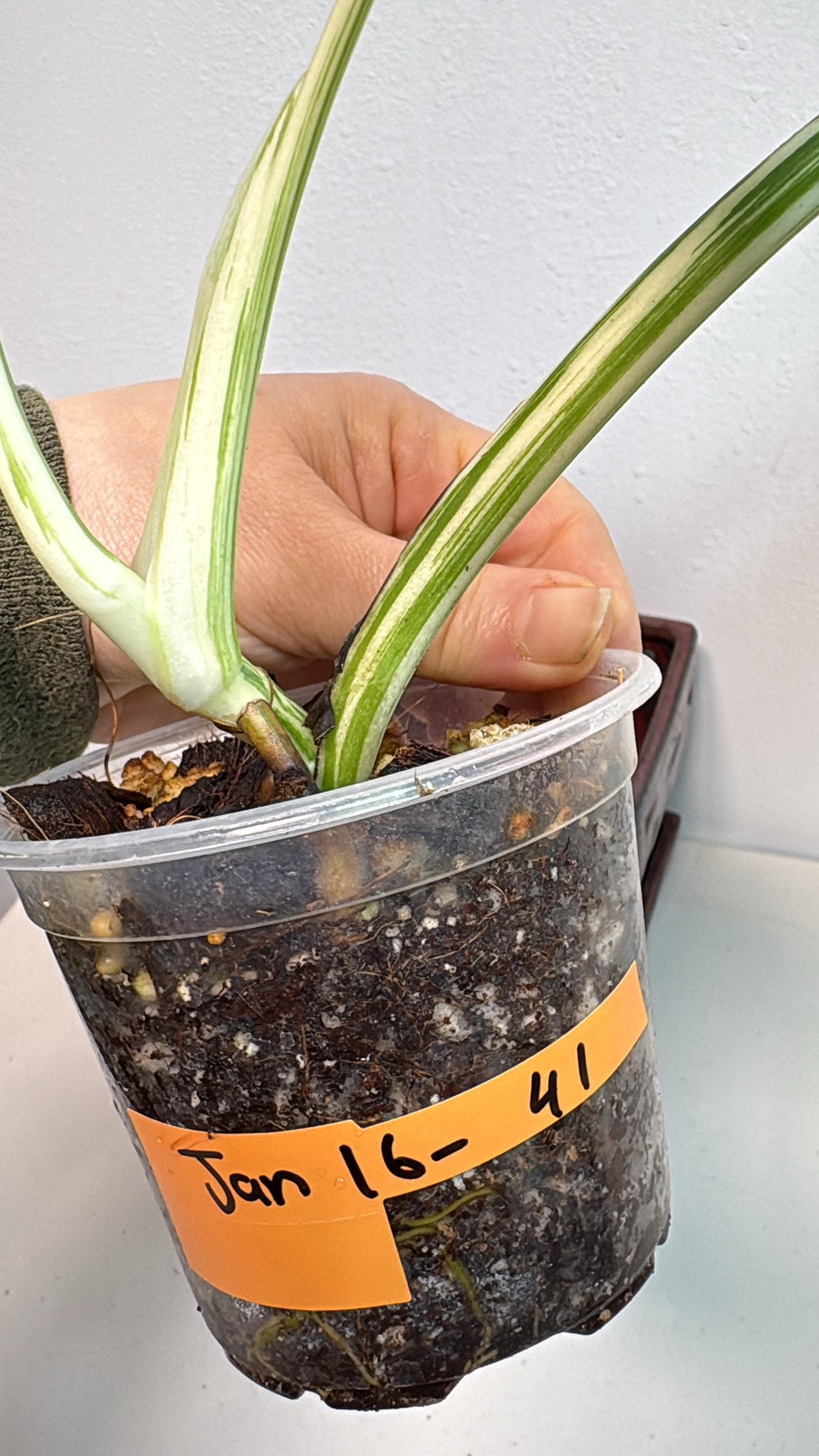 Variegated Monstera Albo EXACT Plant - Rare White Albo Baby Leaf Plant - US Seller