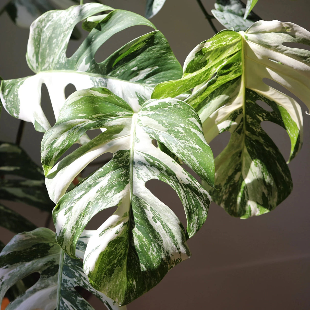 monstera deliciosa