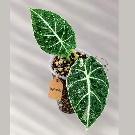 Alocasia Reginula Black Velvet Pink Variegated - Rare Pink Variegated Jewel Alocasia - Collector Houseplant - US Seller