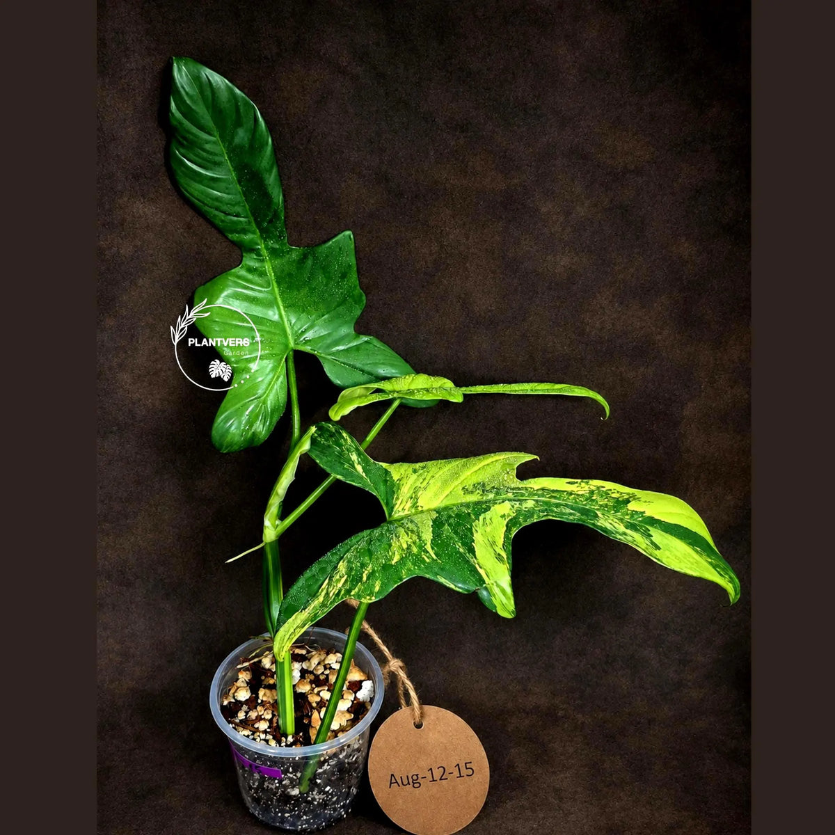 Variegated Philodendron Bipennifolium “Violin” - Rare Collector Plant - Exact SAME Plant - US Seller