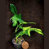 Variegated Philodendron Bipennifolium “Violin” - Rare Collector Plant - Exact SAME Plant - US Seller