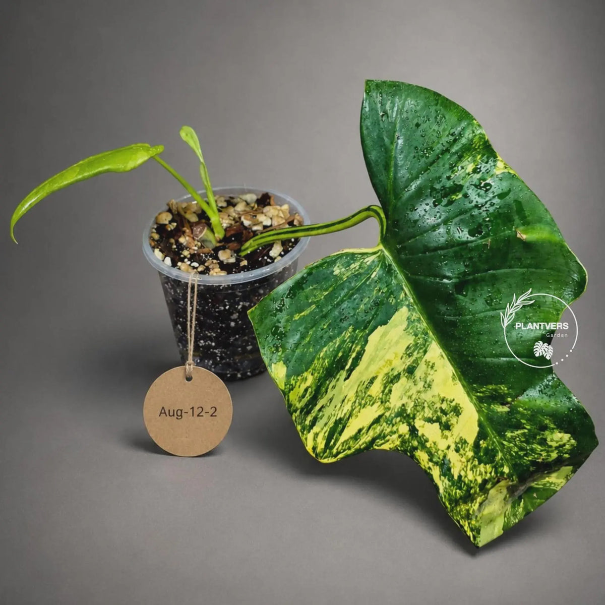 Variegated Philodendron Bipennifolium “Violin” - Rare Collector Plant - Exact SAME Plant - US Seller