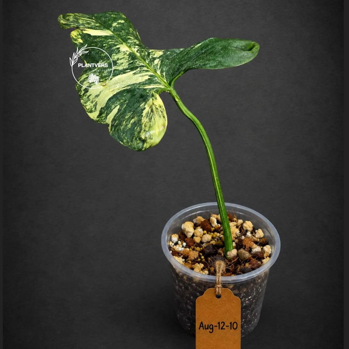 Variegated Philodendron Bipennifolium “Violin” - Rare Collector Plant - Exact SAME Plant - US Seller