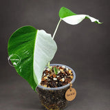 Monstera Albo - Rare Variegated Monstera Borsigiana Albo - Rare Collector Plant - White Monstera Albo - EXACT Same Plant - US Seller