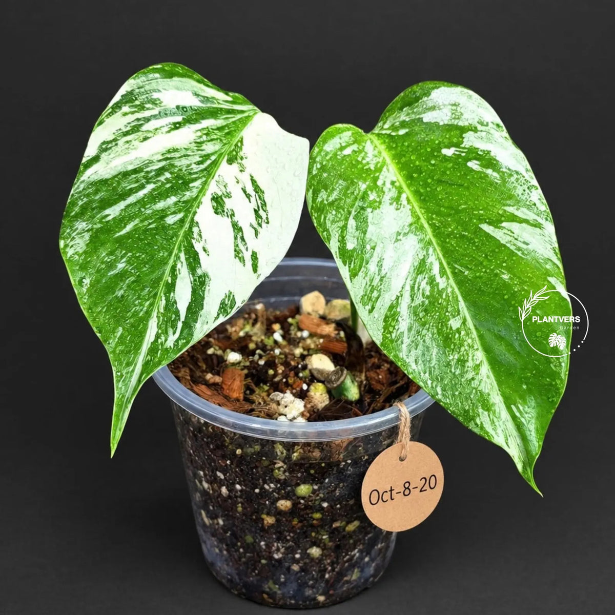 Monstera Albo - Rare Variegated Monstera Borsigiana Albo - Rare Collector Plant - White Monstera Albo - EXACT Same Plant - US Seller