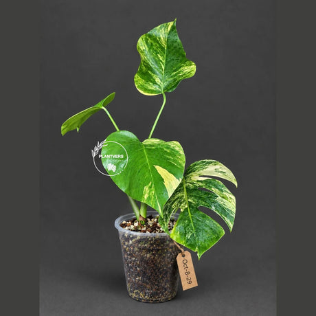Variegated Monstera Aurea Live Plant - Rare Yellow Variegated Monstera Borsigiana - Collector Grade Houseplant - US Seller
