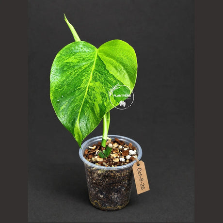Variegated Monstera Aurea Live Plant - Rare Yellow Variegated Monstera Borsigiana - Collector Grade Houseplant - US Seller