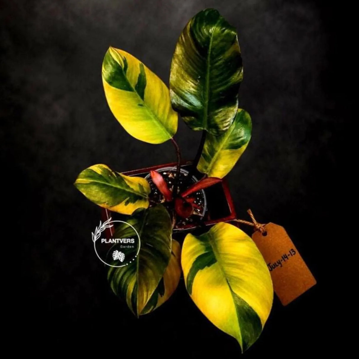 Variegated Black Cardinal Philodendron - Extremely RARE Collector Plant - US Seller - EXACT Same Plant