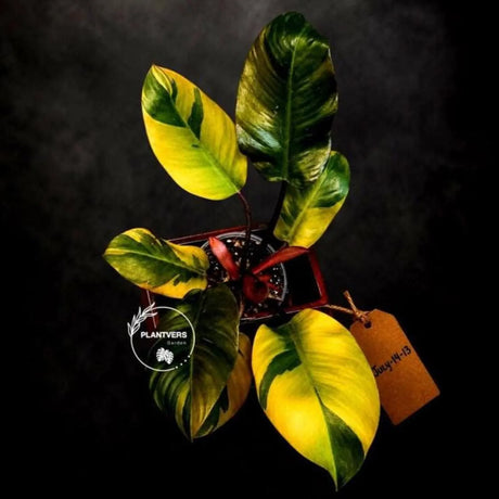 Variegated Black Cardinal Philodendron - Extremely RARE Collector Plant - US Seller - EXACT Same Plant