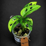 Variegated Monstera Adansonii Aurea Plant - Rare Swiss Cheese EXACT Same Plant - US Seller