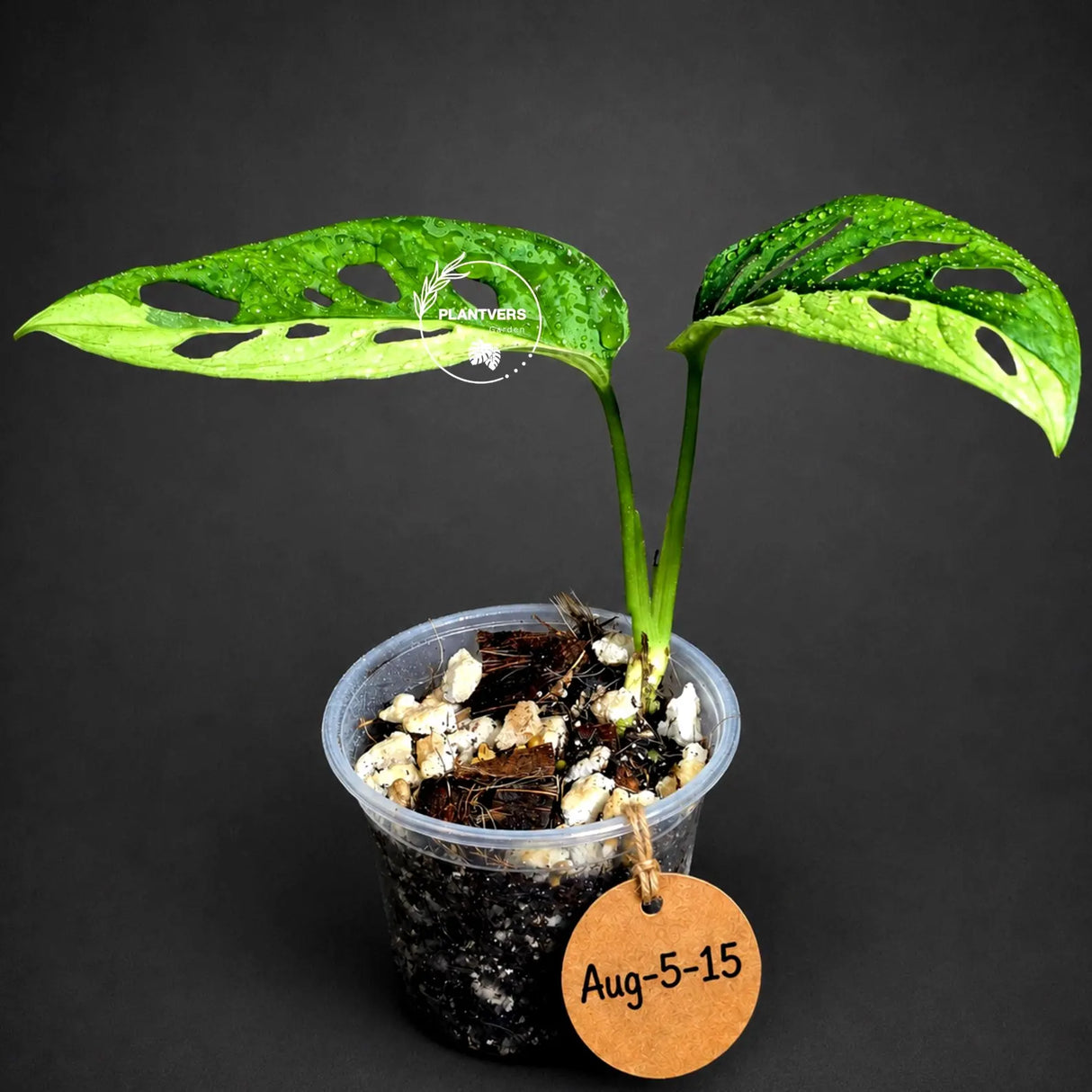 Variegated Monstera Adansonii Aurea Plant - Rare Swiss Cheese EXACT Same Plant - US Seller