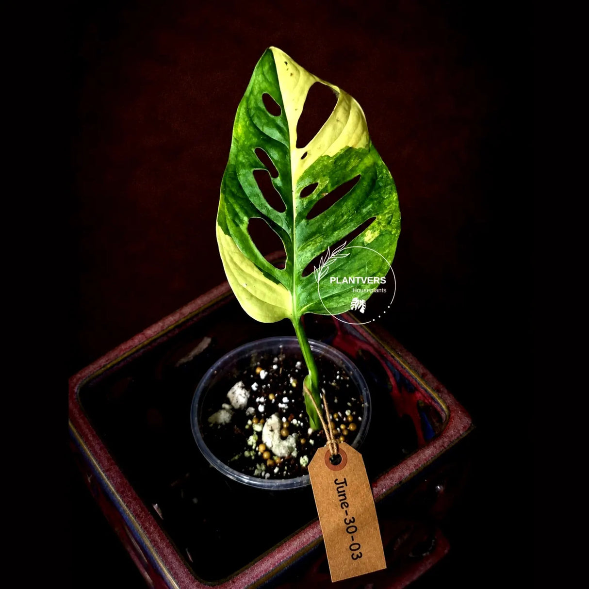 Variegated Monstera Adansonii Aurea Plant - Rare Swiss Cheese EXACT Same Plant - US Seller