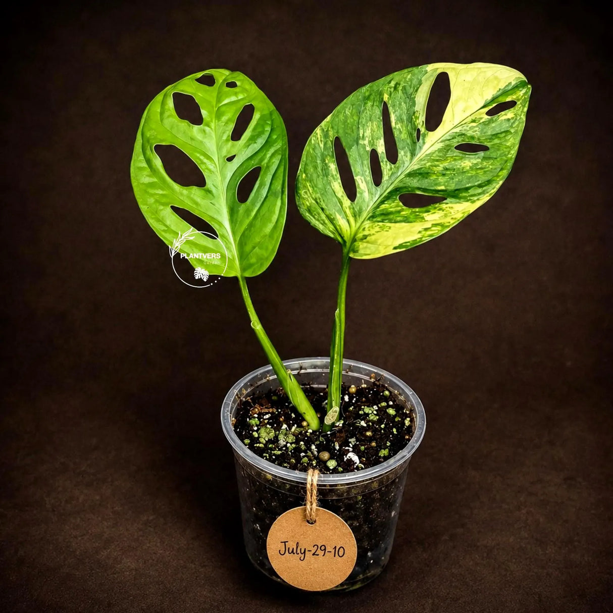 Variegated Monstera Adansonii Aurea Plant - Rare Swiss Cheese EXACT Same Plant - US Seller