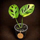 Variegated Monstera Adansonii Aurea Plant - Rare Swiss Cheese EXACT Same Plant - US Seller