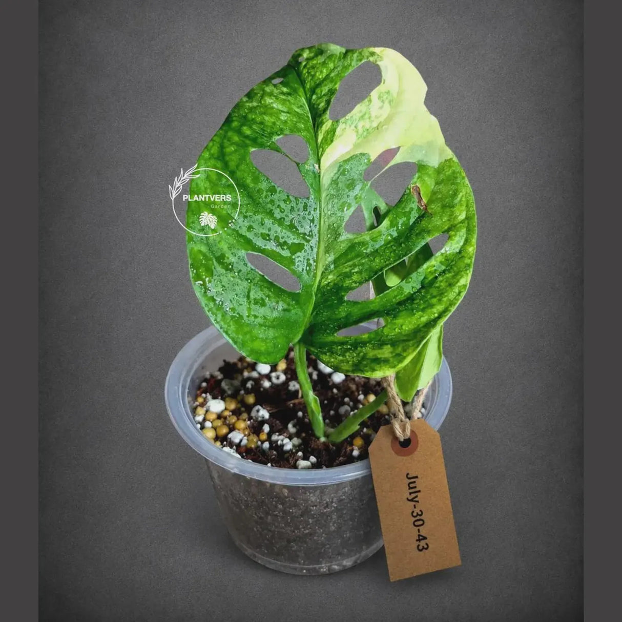 Variegated Monstera Adansonii Aurea Plant - Rare Swiss Cheese EXACT Same Plant - US Seller
