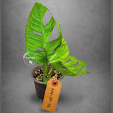 Variegated Monstera Adansonii Aurea Plant - Rare Swiss Cheese EXACT Same Plant - US Seller