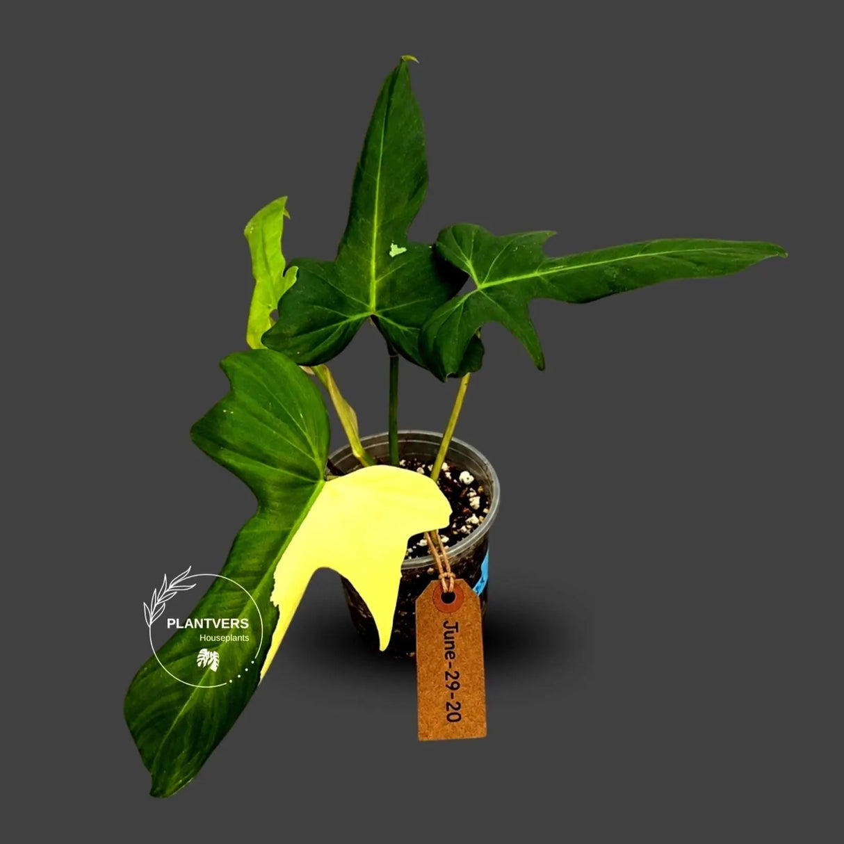 Philodendron Golden Dragon Variegated Potted Plant - Rare Indoor Plants - EXACT Same plant - US Seller
