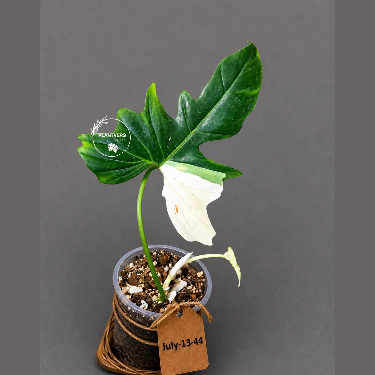 Philodendron Golden Dragon Variegated Potted Plant - Rare Indoor Plants - EXACT Same plant - US Seller