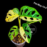 Variegated Monstera Adansonii Aurea Plant - Rare Swiss Cheese EXACT Same Plant - US Seller