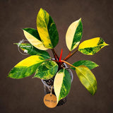 Philodendron "Yellow Congo" variegated - Rare Indoor Plant - Collector's Aroid - EXACT Plant - US Seller