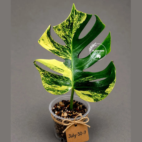 Variegated Monstera Aurea Live Plant - Rare Yellow Variegated Monstera Borsigiana - Collector Grade Houseplant - US Seller