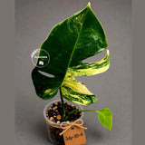 Variegated Monstera Aurea Live Plant - Rare Yellow Variegated Monstera Borsigiana - Collector Grade Houseplant - US Seller