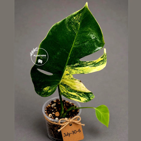 Variegated Monstera Aurea Live Plant - Rare Yellow Variegated Monstera Borsigiana - Collector Grade Houseplant - US Seller