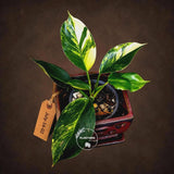 Philodendron "Yellow Congo" variegated - Rare Indoor Plant - Collector's Aroid - EXACT Plant - US Seller