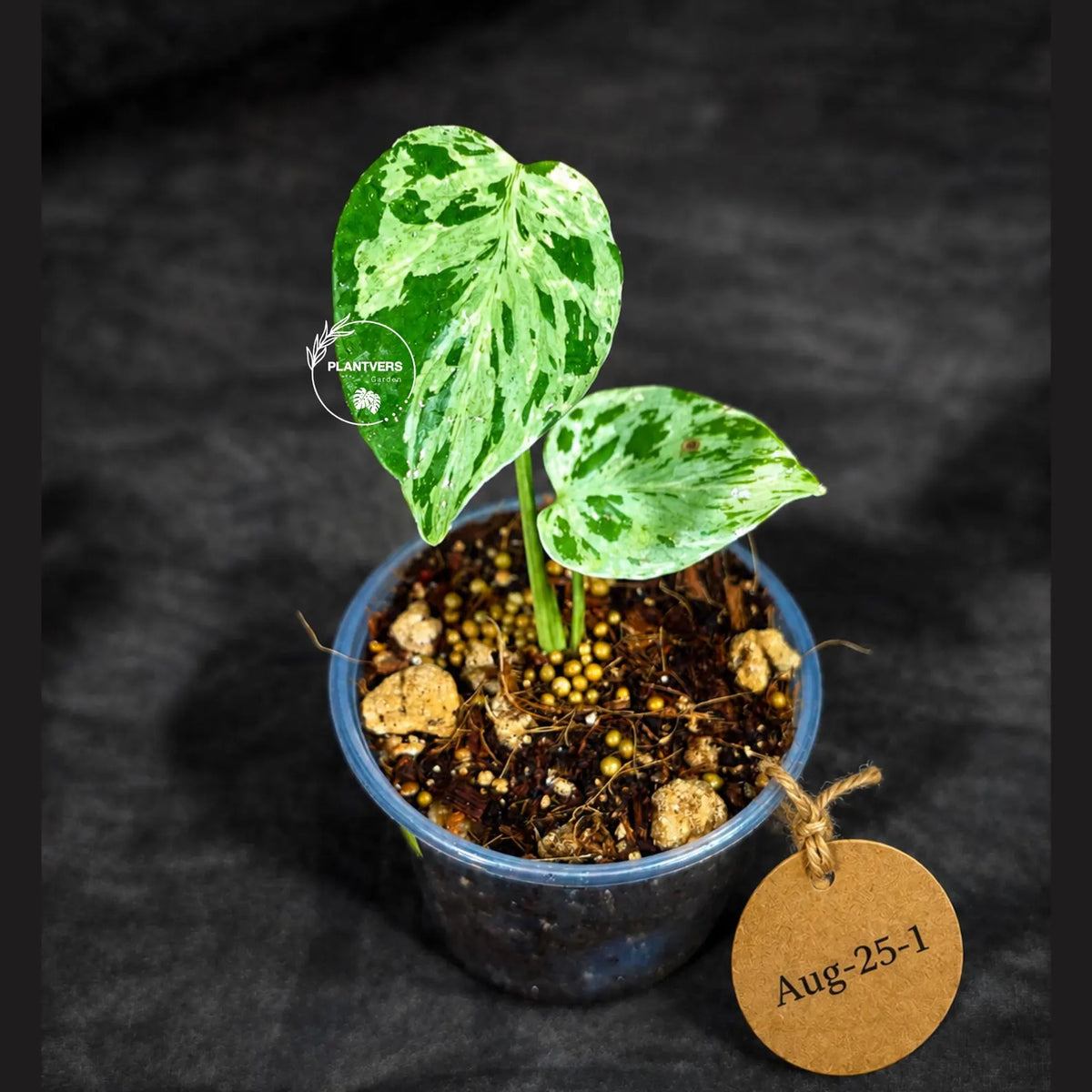 Rare Variegated Monstera Deliciosa Bulbasaur Live Plant - EXACT Collector Houseplant - US Seller