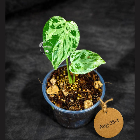 Rare Variegated Monstera Deliciosa Bulbasaur Live Plant - EXACT Collector Houseplant - US Seller