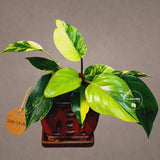 Philodendron "Yellow Congo" variegated - Rare Indoor Plant - Collector's Aroid - EXACT Plant - US Seller